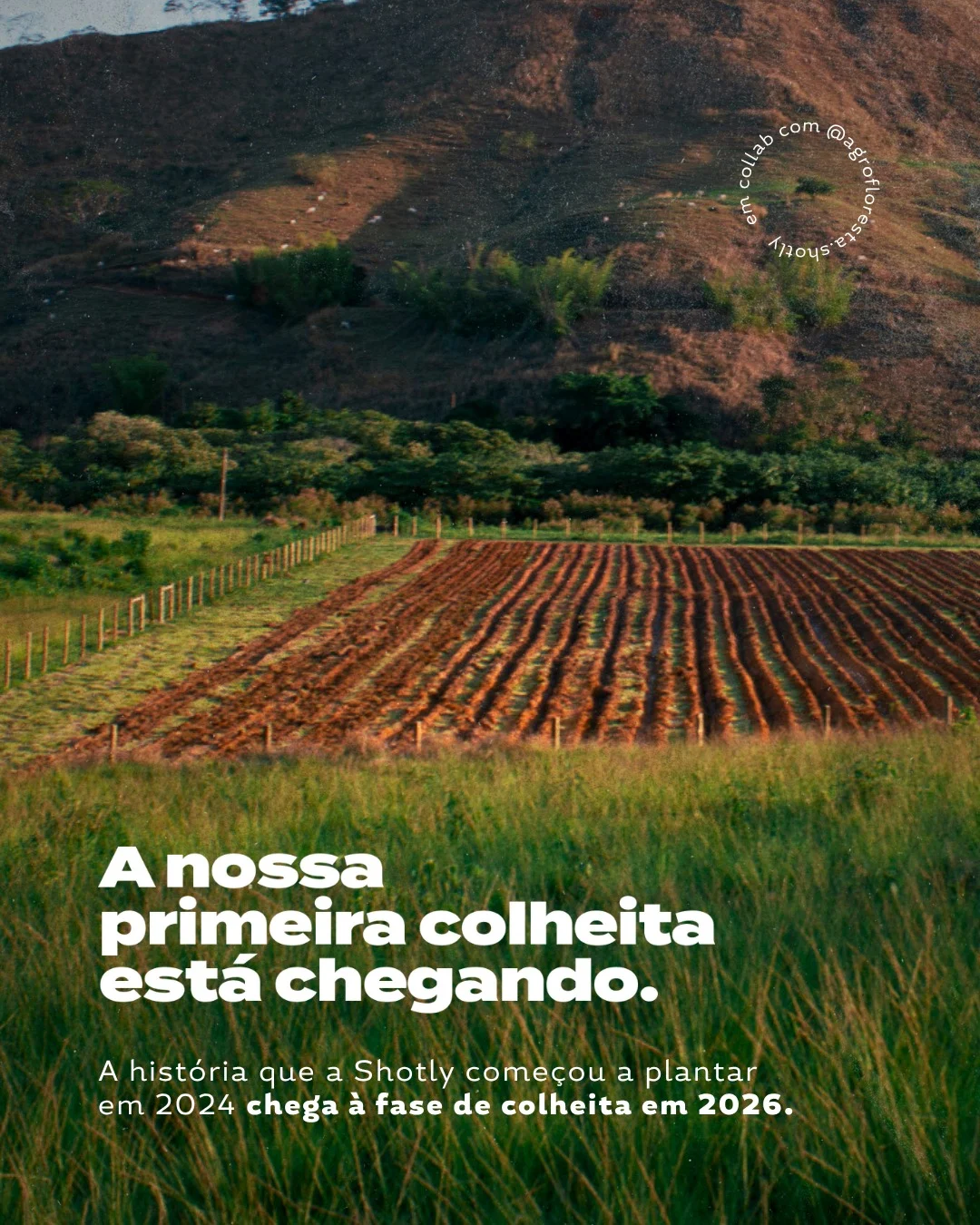 Publicação no Instagram: Plantar uma agrofloresta foi um sonho tornado realidade.
